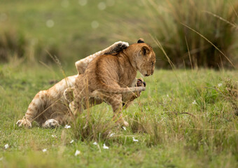 Lion cubs playing on the green, Masai Mara