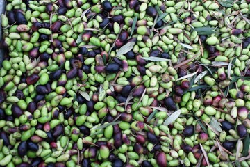 Harvested olives unloaded from truck to press hopper in olive oil mill in the outskirts of Athens...
