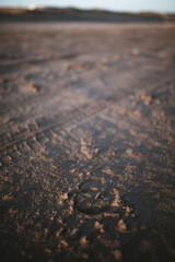 animal hoof footprint in the sand