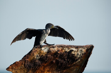 Great Cormorant on a shipwreck, Bahrain