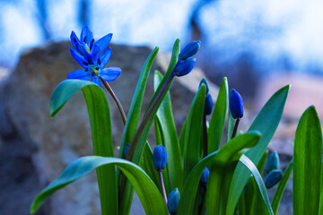 Blue early spring flowers of Siberian Squill (Scilla siberica). Close-up, soft selective focus.