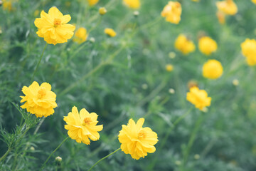 Obraz premium Beautiful cosmos flower in the garden with copy space.