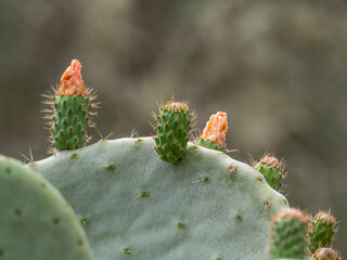 flowering offspring to the  prickly mother cactus in the desert