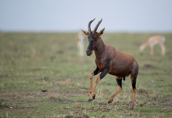 Topi antelope jumping in the grassland of Masai Mara, Kenya