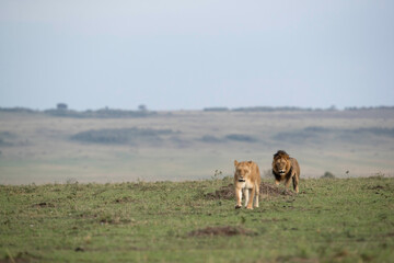 Lion and a lioness walking on the green at Masai Mara, Kenya