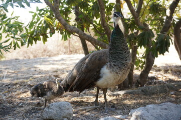 Fototapeta premium birds