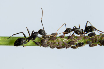 Ants protecting Aphids