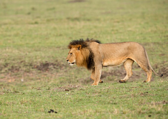 Lion walking on the green at Masai Mara, Kenya