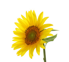 Beautiful bright blooming sunflower isolated on white