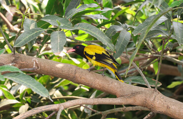 Black hooded oriole sit on a mango tree
