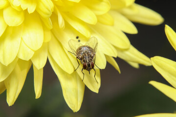 fly sit on a yellow flower