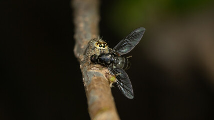 Hyllus Giganteus