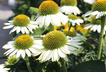 The pretty white flowers of Echinacea purpurea 'Pow Wow White'. In close up outdoors. Cone Flower. - obrazy, fototapety, plakaty