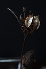 the vertical photo in the low-key lightning of a twig of the cotton flower over the dark blue...
