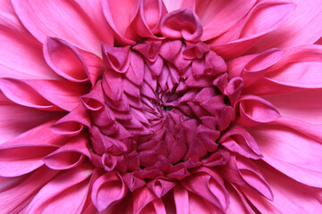Pink Flower wallpaper