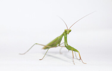 Praying mantis stock photo
