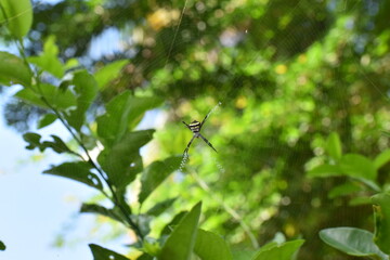 spider web on a lemon tree with green background like a mathematical symmetry textured pattern