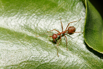 macro red ant on green leaf in nature at thailand
