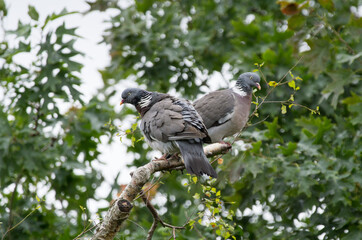 Two Pigeons sharing a branch Together