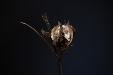 the low-key closeup of the cotton flowers over the black background. horizontal photo.