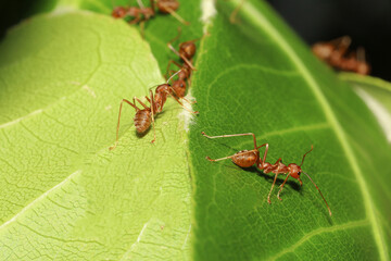 macro red ant on green leaf in nature at thailand