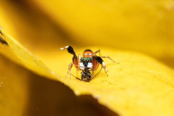 The Metallic Jumper(Siler Semiglaucus) grabbing food