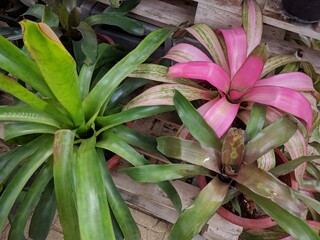 Obraz premium Close up on multicolored (green & pink) waxy leaves of Bromeliads 