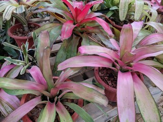 Close up on multicolored (green & pink) waxy leaves of  Bromeliads 