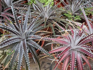 Naklejka na ściany i meble Close up on cactus with long thin leaves (Aloe bellatula)