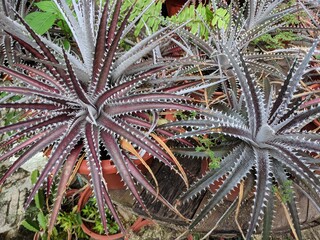Close up on cactus with long thin leaves (Aloe bellatula)