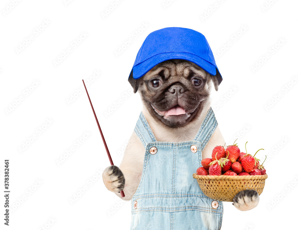 Poster pug puppy farmer wearing overalls holds basket of strawberries and points away on empty space. isola