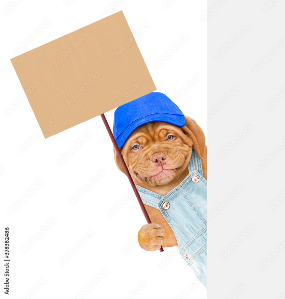 Poster Smiling dog wearing overalls and blue cap holds empty placard behind empty banner. isolated on white background