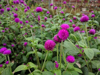 Close up on magenta round shaped flowers of globe amaranth (Gomphrena globosa)