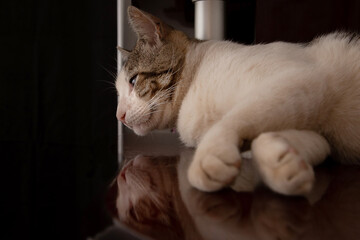 Gato deitado em superfície reflexiva.