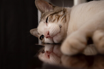 Gato sonolento, deitado em superfície reflexiva.