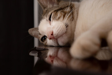 Gato dormindo em superfície reflexiva.