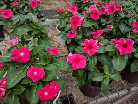 Close up of Madagascar Periwinkle (Catharanthus roseus) red flowers with star shaped five petals
