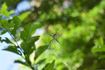 spider web on a lemon tree with green background like a mathematical symmetry textured pattern
