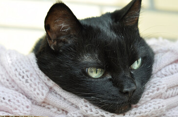 portrait of a black cat on the cozy bed with knitted blanket