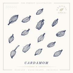 Cardamom pods botanical vintage retro illustration