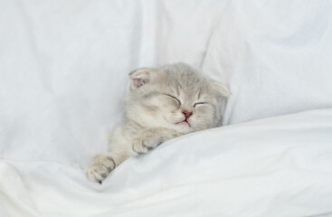 Cozy scottish kitten sleeps under blanket on a bed at home. Top down view