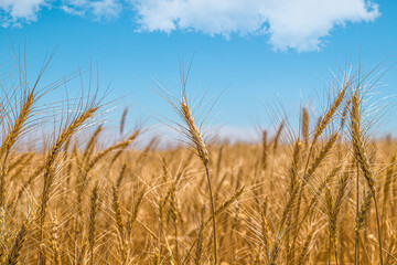 Rural landscape with a field of ripening wheat against the sky