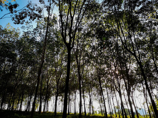Rubber forest silhouette with sunlight background in Thailand