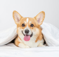 Happy Pembroke welsh corgi dog lies under white blanket at home