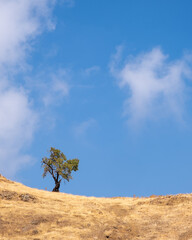 Fototapeta na wymiar Lonely tree on a dry field against blue sky