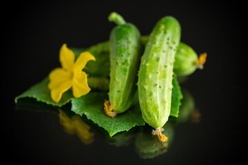 fresh natural green cucumbers on a black