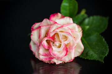 bright pink rose with green leaves, on a black background