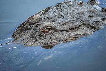 Alligator