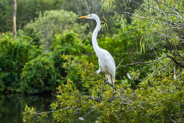 Great egret