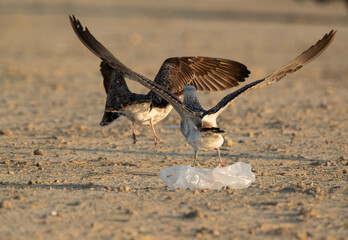 Lesser Black-backed Gulls fighting for the waste food at Busiateen coast, Bahrain